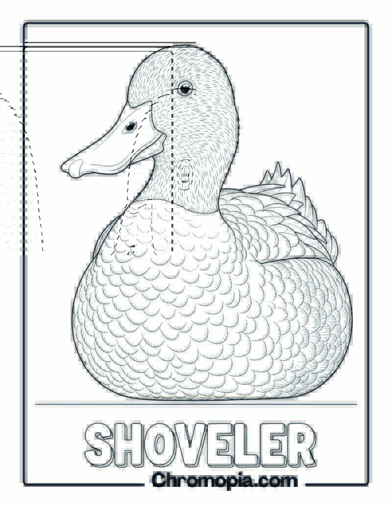 Shoveler coloring page