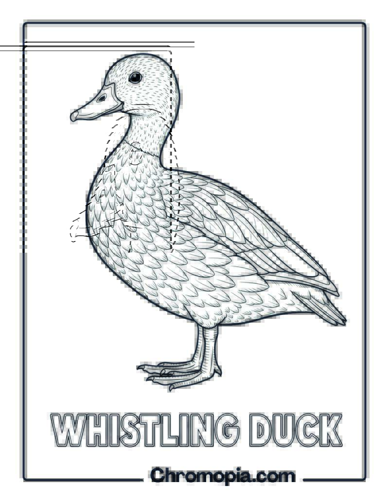 Whistling Duck coloring page