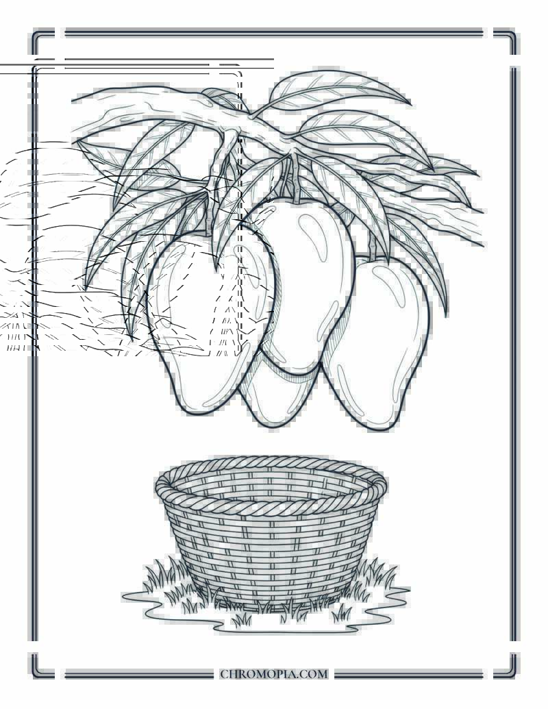 Ripe Mangoes On Tree With Harvest Basket Below Coloring Page