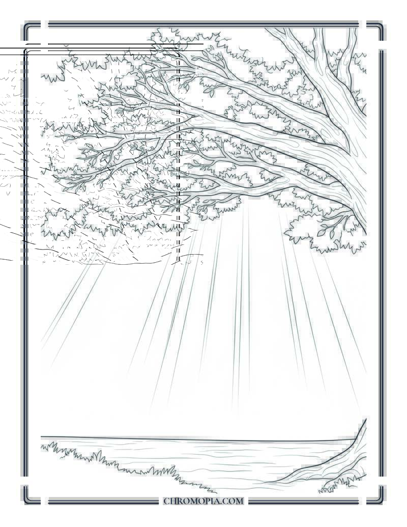 Sunlight Streaming Through Tree Canopy Coloring Page