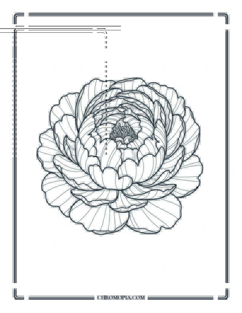 Peony May Flower Close Up Coloring Page
