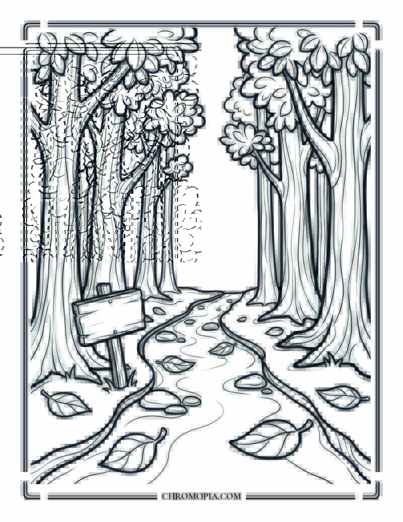 Forest Path Perspective Walk Coloring Page