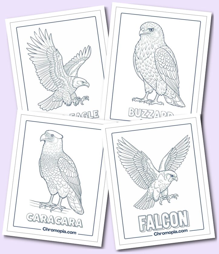 Birds of Prey Coloring Pages (Raptors)