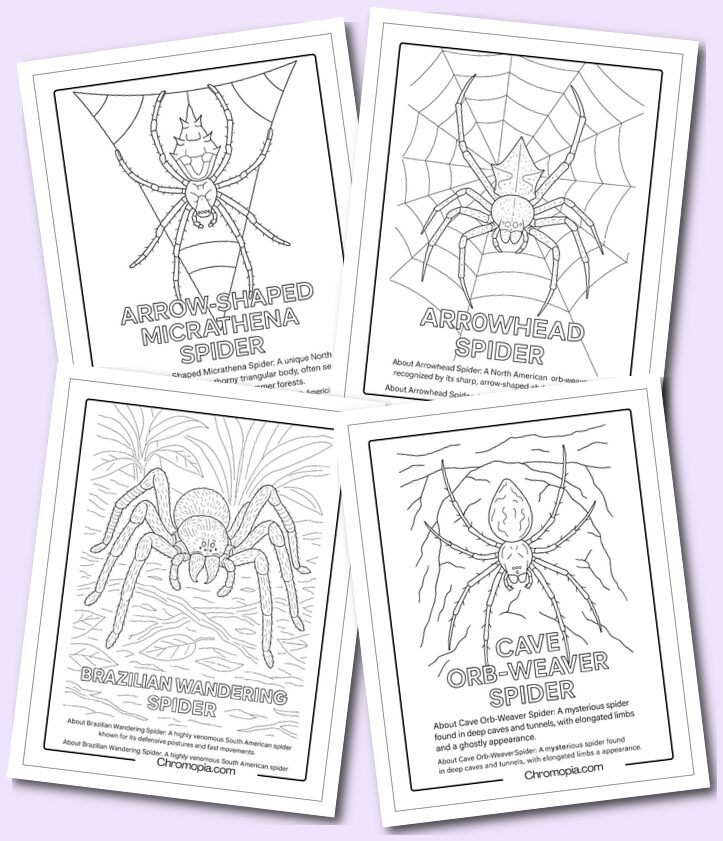 Encyclopedia of Spiders Coloring Pages