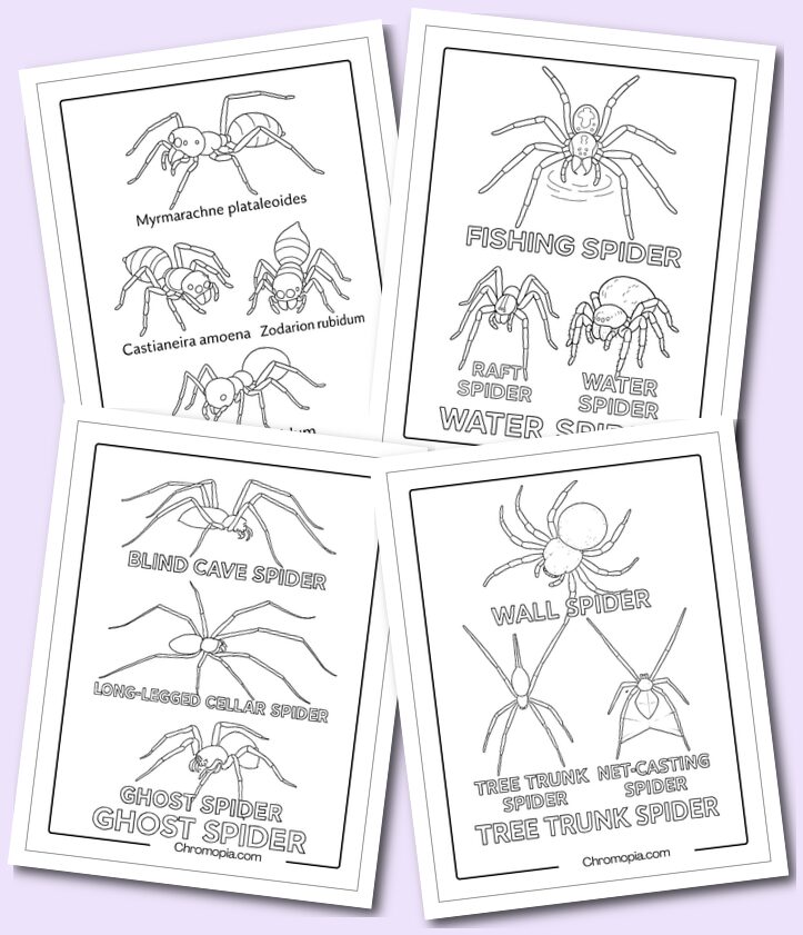 multiple different spider species coloring pages