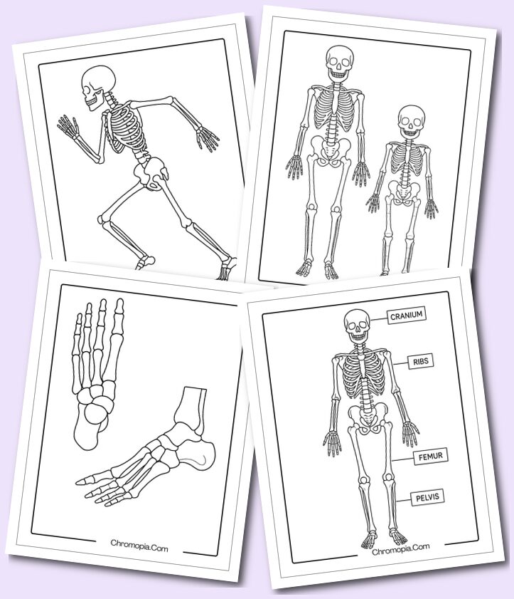 Skeleton Anatomy Coloring Pages