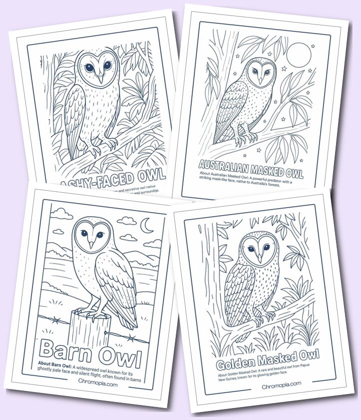 Tytonidae – Barn Owls Coloring pages