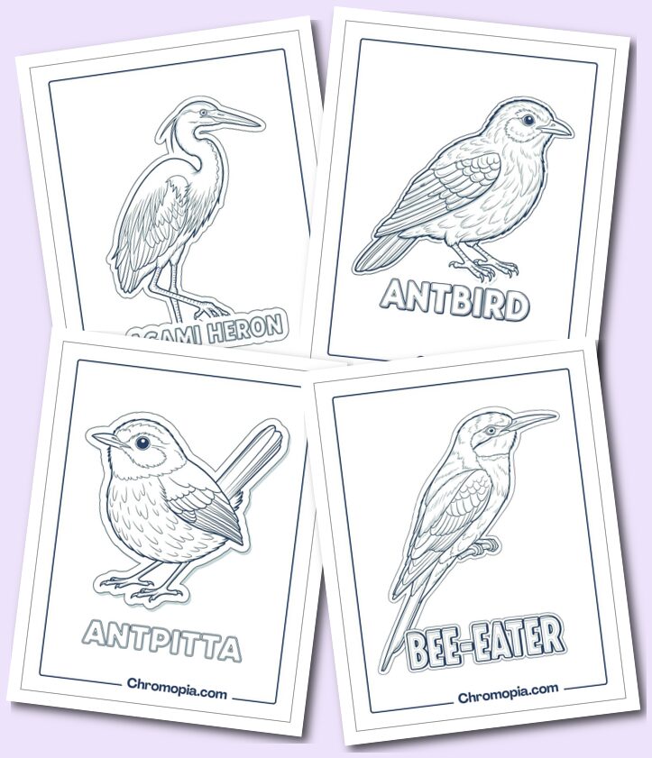 Unique & Uncommon Birds Coloring Pages